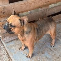 Bulldog francese 4 anni