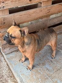 Bulldog francese 4 anni