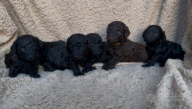 Cuccioli Barboncino Nano