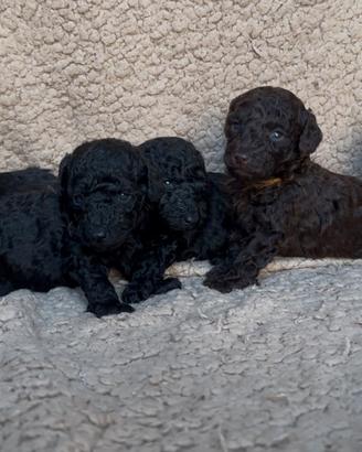 Cuccioli Barboncino Nano