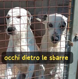 Macchia 11 anni e zorro 10 anni