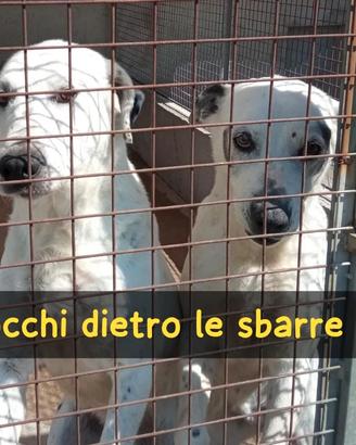 Macchia 11 anni e zorro 10 anni