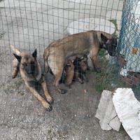 Cuccioli di Pastore Belga Malinois