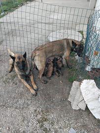 Cuccioli di Pastore Belga Malinois