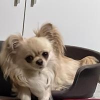 Cane ciwawa pelo lungo