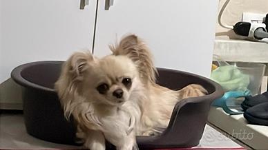 Cane ciwawa pelo lungo