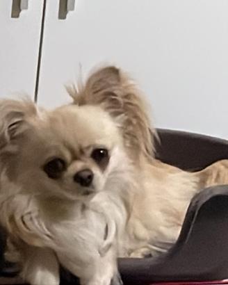 Cane ciwawa pelo lungo