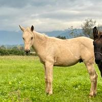 Puledro Palomino Quarter Horse