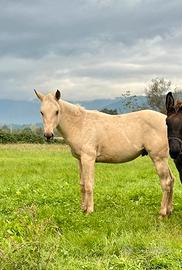 Puledro Palomino Quarter Horse