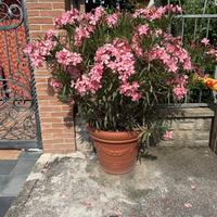 Coppia Vasi con oleandro