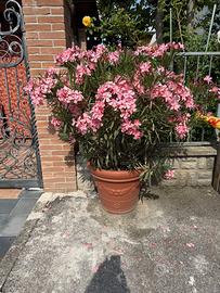 Coppia Vasi con oleandro