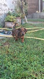 cuccioli bassotto