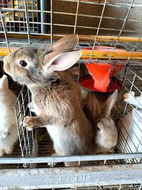 Conigli allevamento