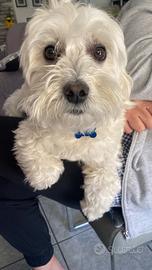 Maltipoo