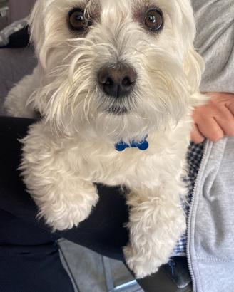 Maltipoo