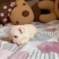 Cuccioli di bulldog francese platinum