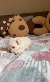 Cuccioli di bulldog francese platinum