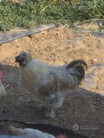 Gallo moroseta
