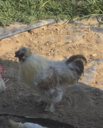 Gallo moroseta