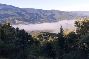 Bosco in piedi per realizzo legname