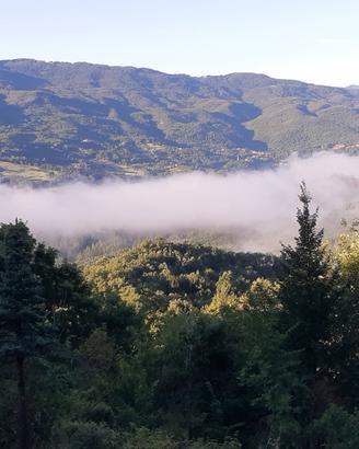 Bosco in piedi per realizzo legname