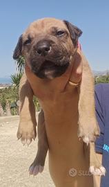 American pitbull terrier - maschio - linea athleti