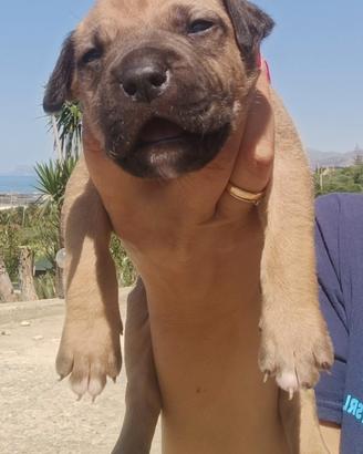 American pitbull terrier - maschio - linea athleti