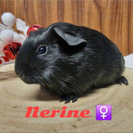 Cavie di razza con pedigree