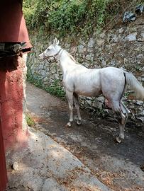 Cavallo arabo