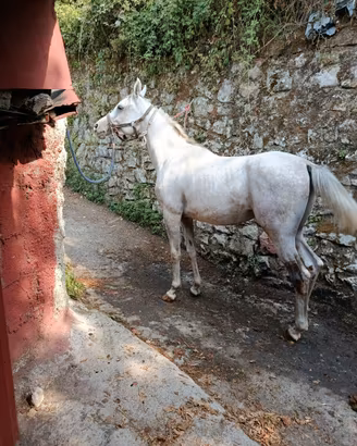 Cavallo arabo
