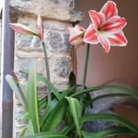Giglio Amaryllis "Tricolore Italia" bulbo grande
