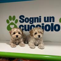 Maltipoo mini toy da genitori piccolissimi