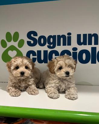 Maltipoo mini toy da genitori piccolissimi