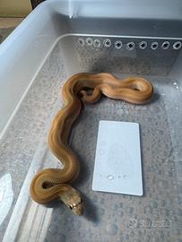 Bullsnake serpenti toro