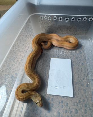 Bullsnake serpenti toro