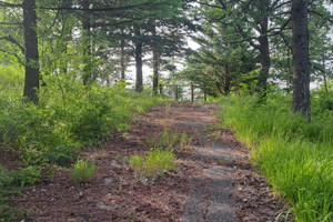 Terreno condonato per villetta in pre parco