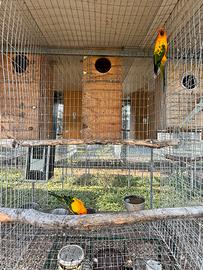 Coppie conuro del sole riproduttive