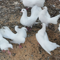 Coppie colombe Pavoncelle