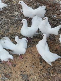 Coppie colombe Pavoncelle