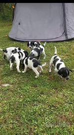 Cuccioli di Breton Bianco Nero
