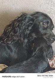 Cocker spaniel inglese per monta