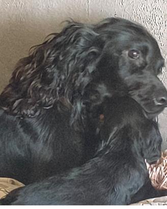 Cocker spaniel inglese per monta