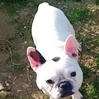 Bulldog francese femmina