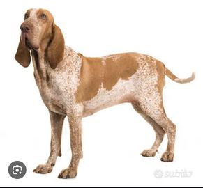 Bracco italiano