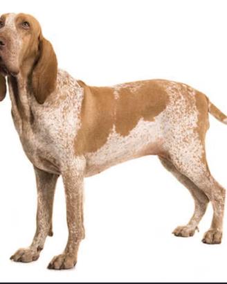 Bracco italiano