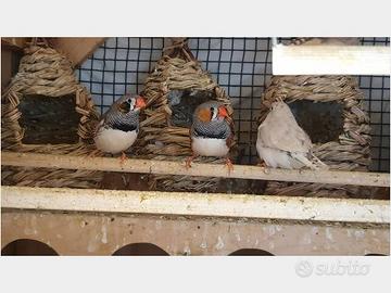 Uccelli diamantini adulti o giovani