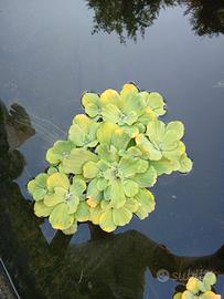 Piante acquatiche rose d'acqua