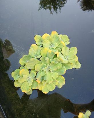 Piante acquatiche rose d'acqua