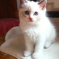 Cucciola Ragdoll bicolor
