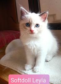 Cucciola Ragdoll bicolor